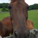 Cricket Hill Farm - Horse Breeders