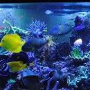 Neptune's Reef - Pet Stores