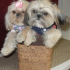 Victorian Dynasty Shih Tzu