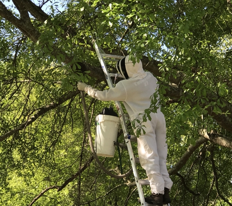 CC Honey Bee Removal - Picayune, MS. Removing the bees h