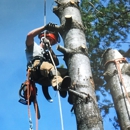 Tall Timbers Tree Service - Arborists