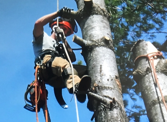 Tall Timbers Tree Service