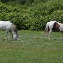 Judney farms - Horse Boarding