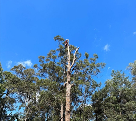 Micks Tree Worx - Coes Creek, QLD