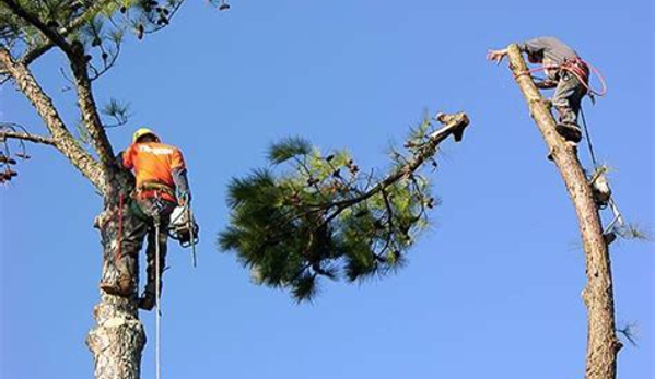 An-Affordable Tree Service LLC.