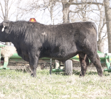 Mercy Lane Angus Farm - Rogersville, MO