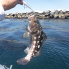 Breakwall Fishing Guide Services