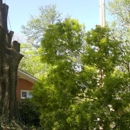 Jeff's Tree Service - Tree Service