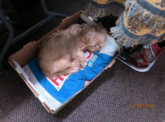 Choctaw Veterinary Clinic - Hugo, OK. Cotton, our happy blond furfriend