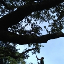 K&R Tree Services - Tree Service