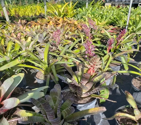 Santa Barbara Nursery Inc - Miami, FL