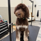 Chow Bella