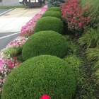 Samy Gody Tree Service & Landscaping