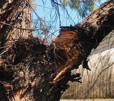 Arbortec Tree Service - Dubbo, NSW. Storm Damaged Tree