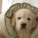 Emergency Pet Care - Veterinarian Emergency Services