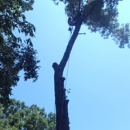 Hidden Valley Tree Service - Tree Service