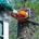 What's the difference between an arborist and a tree trimmer? Learn the ins and outs of tree removal.