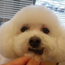 Desert Dogs & Cats Grooming - Pet Services