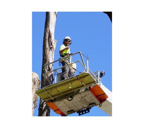 Sapphire Coast Tree Service & Tower Hire