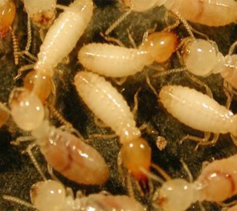 A-1 Termite & Pest Control Co. - Peoria, IL