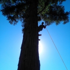 Francisco's full tree service