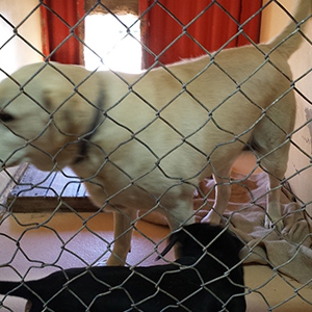 Ulverstone Boarding Kennels & Cattery - Ulverstone, TAS