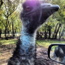 Bayou Wildlife Zoo - Amusement Places & Arcades