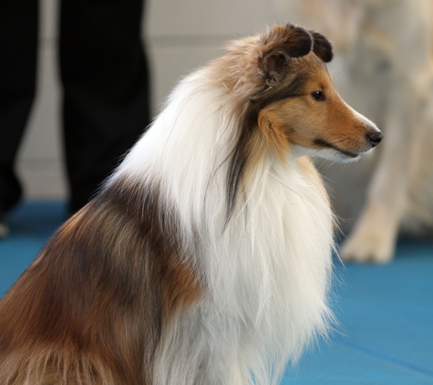 Happiness Country Kennels - Sunol, CA