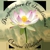 Acupuncture & Traditional Chinese Medicine - Acupuncture