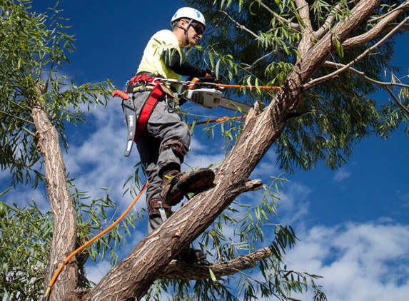 Double D's Tree Service - Ogden, UT