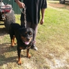 CedarBluff Rottweilers gallery