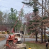 Martel Crane Service & Tree Removal gallery