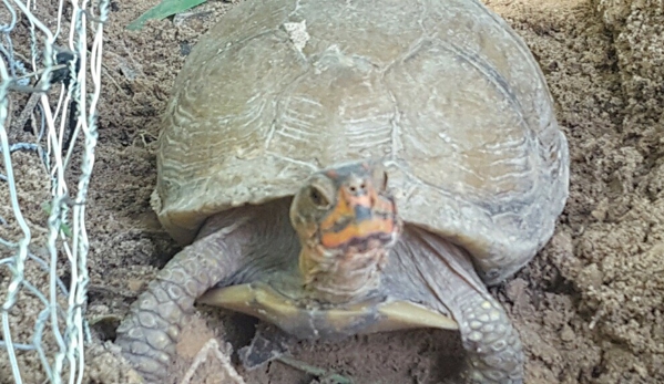 My Family Pet Sitter LLC - Denver, CO. Box turtle named Sheldon