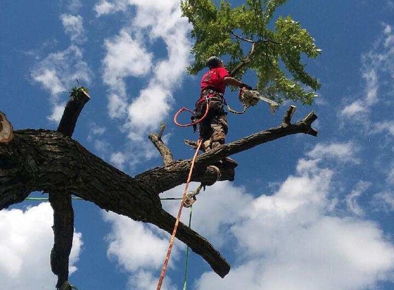 Affordable Tree Service - Clearfield, PA