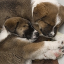 Pet Network Humane Society - Animal Shelters