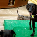 Benny's Dog Resort - Dog Day Care