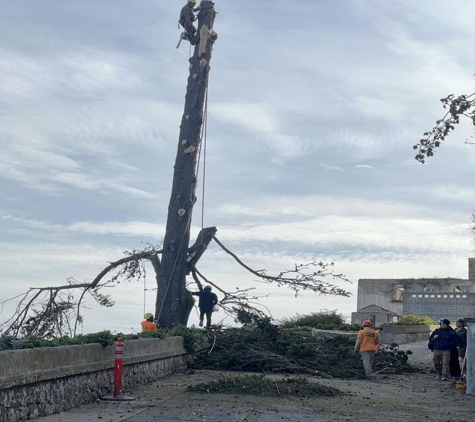 Buena Vista Tree Service - Livermore, CA