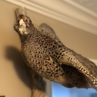 Bob's Taxidermy