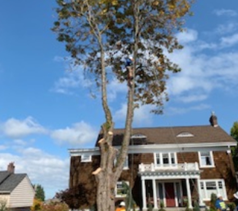 Luisiana Tree Services LLC - Shelton, WA