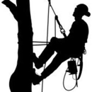 999 Tree Service Louisville KY - Arborists