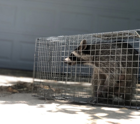 The Restoration Attics - Houston, TX. Humane Raccoon Trapping