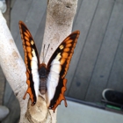 Butterfly Pavilion