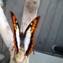 Butterfly Pavilion