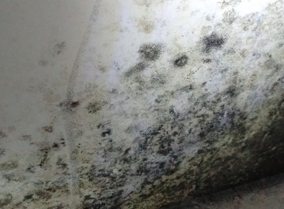 National Home Inspection & Mold Services - Boynton Beach, FL. Leon Siegel completely missed this. This mold is called Stachybotrys. It's a toxic mold.