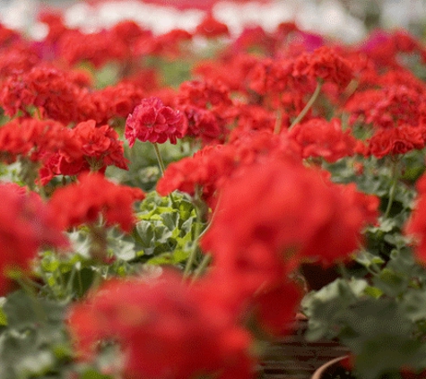 Wholesale Plants & Products Pty Ltd - Dry Creek, SA