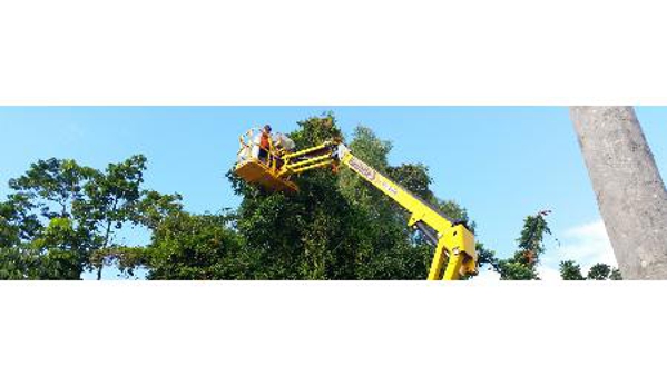 Steve Cairns Tree Service