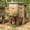Honey Bee Removal - Beekeeping & Supplies