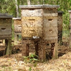 Honey Bee Removal