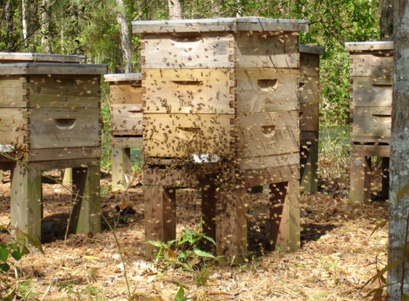 Honey Bee Removal - Ponchatoula, LA