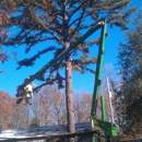 Quality Tree Service - Tree Service